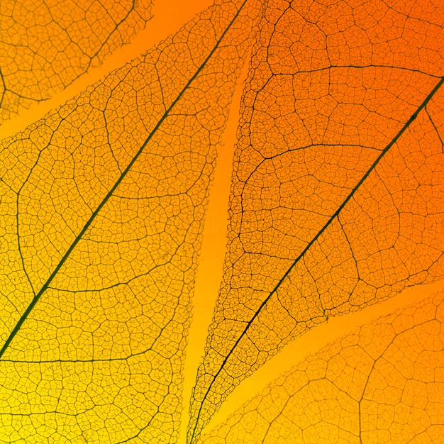 Photo gratuite vue de dessus de la texture des feuilles translucides