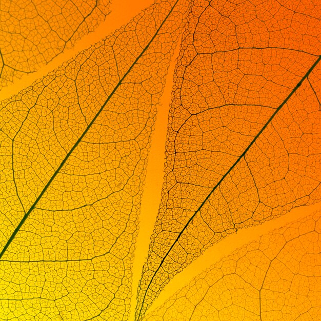 Vue de dessus de la texture des feuilles translucides