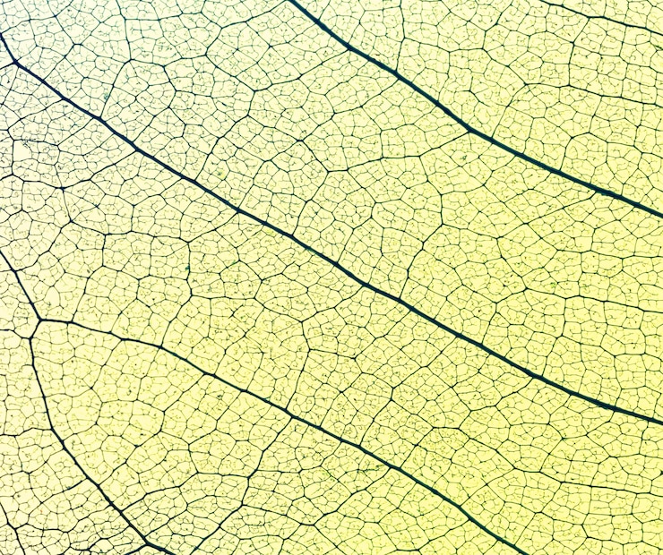 Photo gratuit vue de dessus de la texture des feuilles translucides