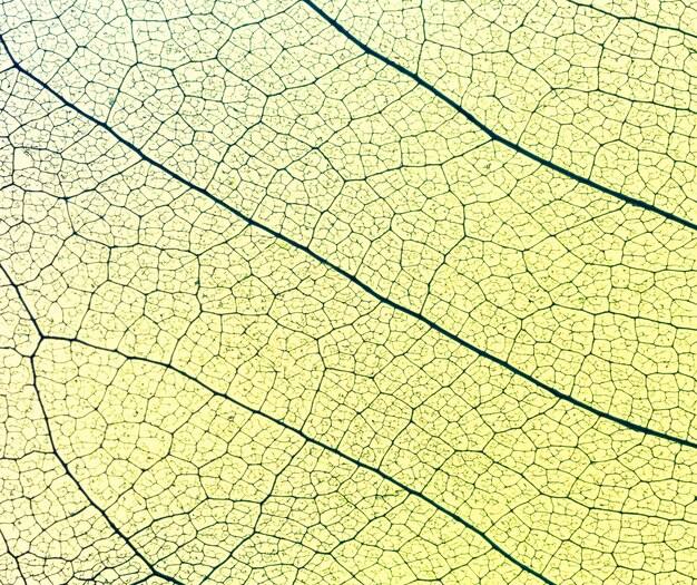 Vue de dessus de la texture des feuilles translucides