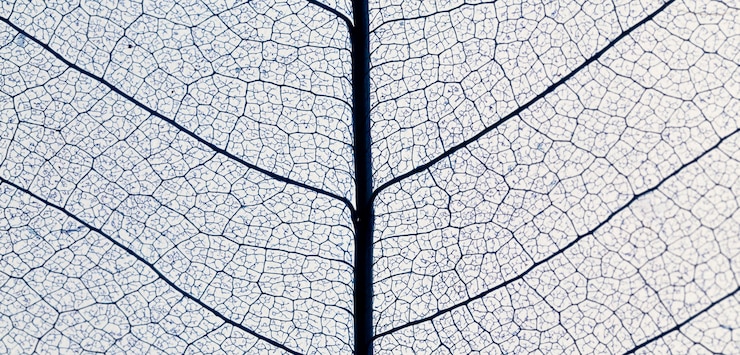 Photo gratuit vue de dessus de la texture des feuilles translucides