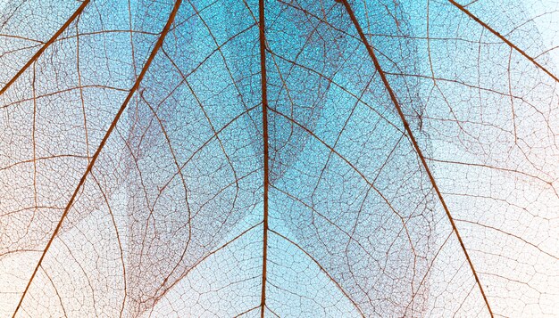 Vue de dessus de la texture des feuilles transparentes colorées