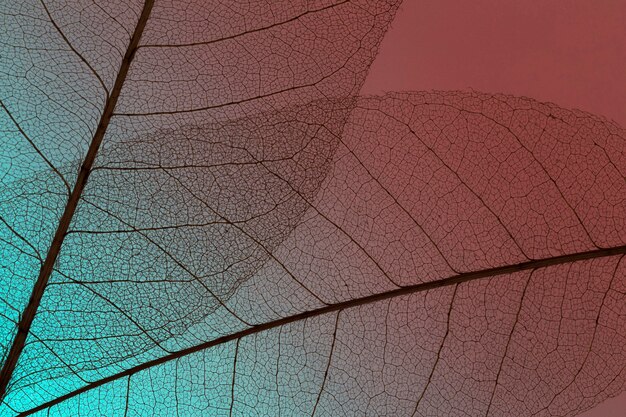 Vue de dessus de la texture de la lamina de feuilles translucides colorées