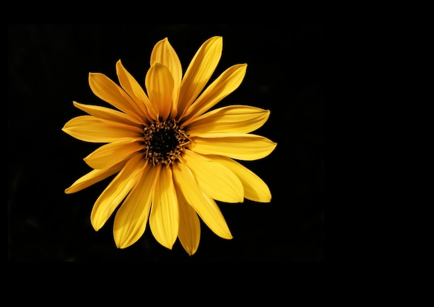 Vue de dessus d'un tournesol Helianthus angustifolius isolé