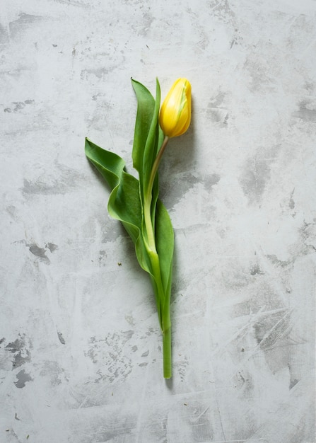 Photo gratuite vue de dessus de tulipe jaune sur table