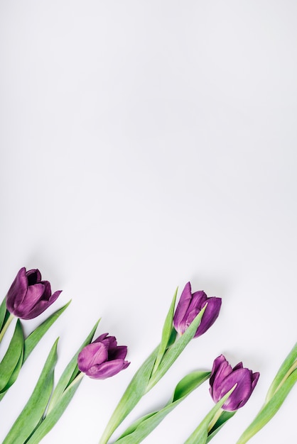 Une vue de dessus de tulipes fraîches de couleurs vives sur fond blanc