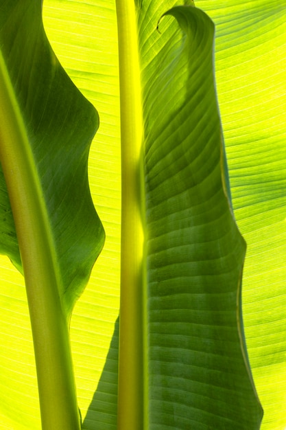 Vue de dessus de la verdure tropicale