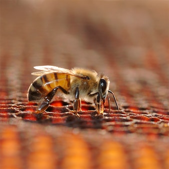 Vue détaillée de l'abeille