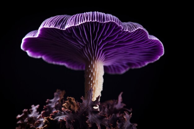 Vue du champignon violet