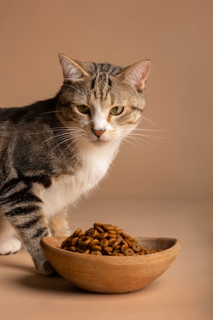 Photo gratuite vue du chat avec un bol de nourriture