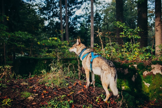 Vue du chien-loup avec harnais debout sur le sol