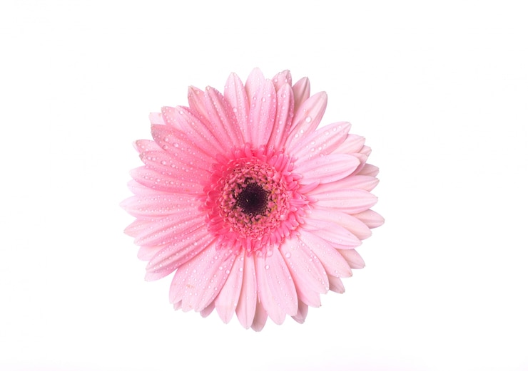 Photo gratuit vue du haut d'une fleur rose avec des gouttes