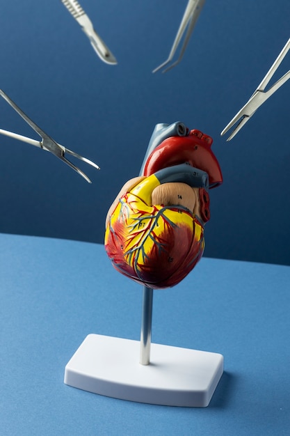 Vue du modèle anatomique du cœur à des fins éducatives avec des instruments médicaux