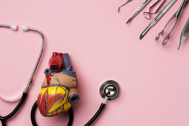 Vue du modèle anatomique du cœur à des fins éducatives avec stéthoscope