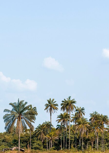 Vue du paysage de la nature africaine avec végétation et espace copie