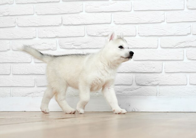 Vue du petit chien husky chiot, aux yeux bleus, jouer et courir, s'en aller. Chien sibérien avec fourrure, posant contre la brique blanche. Animal drôle.