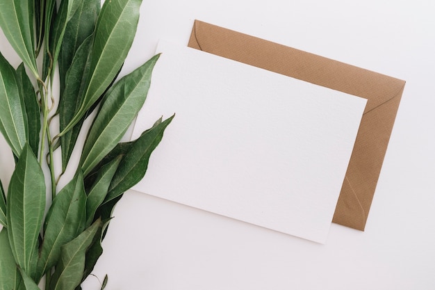 Une vue en élévation de feuilles vertes avec deux enveloppes sur fond blanc