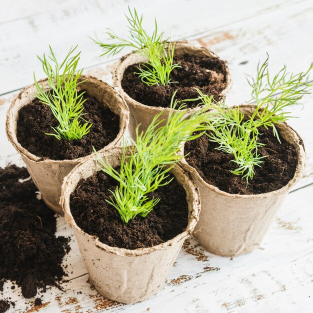 Une vue élevée d&#39;aneth cultivé dans les pots de tourbe sur le bureau en bois