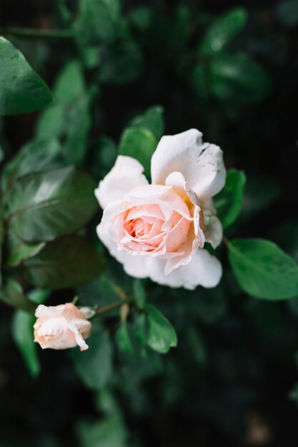 Vue élevée de belle fleur rose