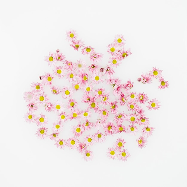 Vue élevée de belles fleurs sur fond blanc