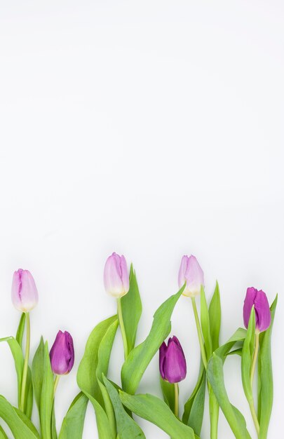 Vue élevée de belles fleurs de tulipes