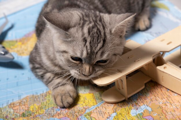 Photo gratuite vue élevée de chat mignon mordant d'un jouet