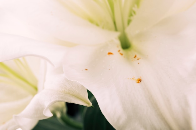 Vue élevée d&#39;une fleur blanche