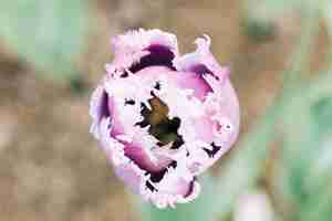 Photo gratuite vue élevée d'une fleur de tulipe rose