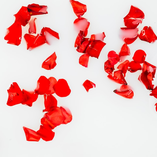 Vue élevée des pétales de fleurs rouges sur fond blanc