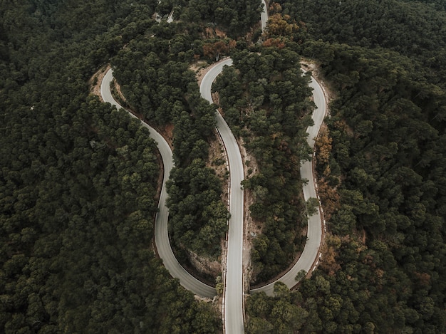 Vue élevée de la route sinueuse en forêt