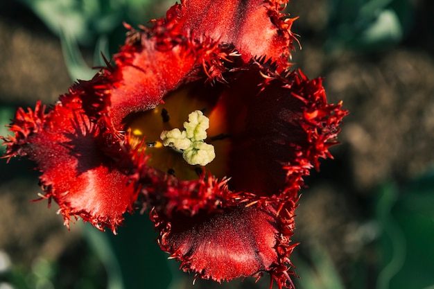 Vue élevée d&#39;une seule fleur rouge vibrante