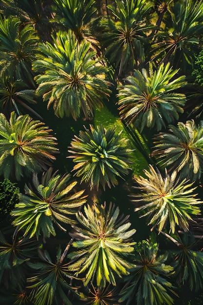 Photo gratuite vue d'espèces de palmiers au feuillage vert