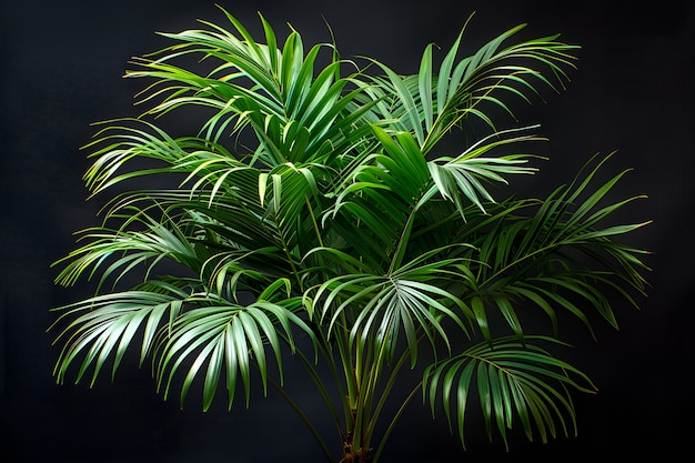 Photo gratuite vue d'espèces de palmiers au feuillage vert