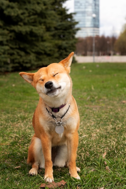 Vue de face adorable chien shiba inu