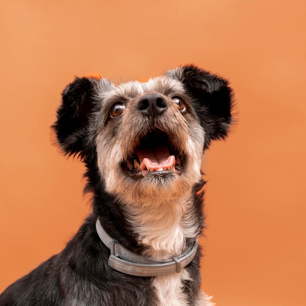 Vue de face de l'adorable chiot de race mixte avec la bouche grande ouverte