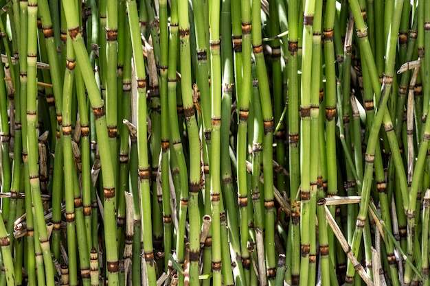 Vue de face des bâtons de bambou