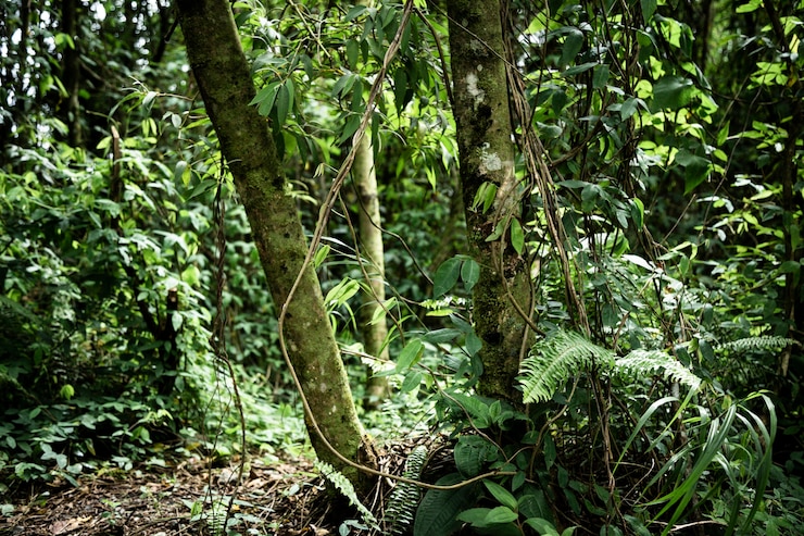Photo gratuit vue de face belle forêt tropicale
