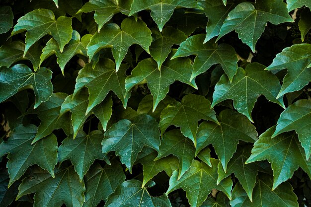 Vue de face de belles feuilles