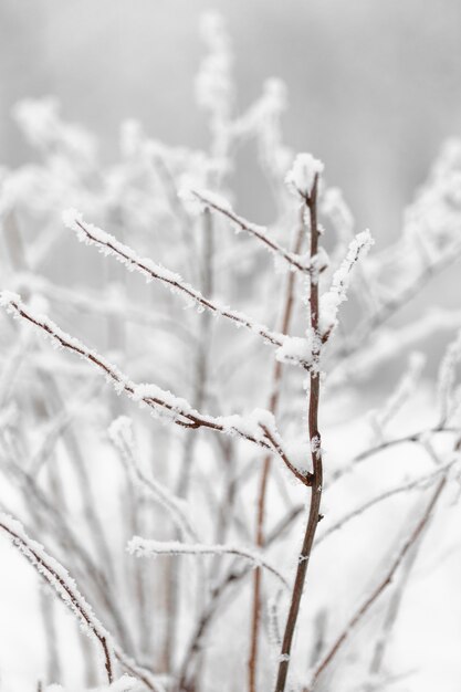 Vue de face branche d'arbre avec de la neige