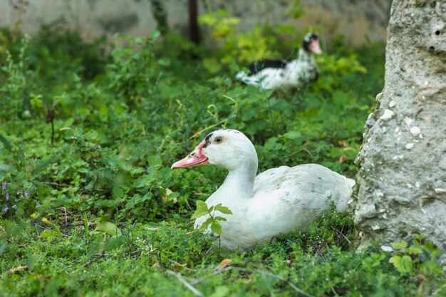 Vue de face des canards marchant dans la nature