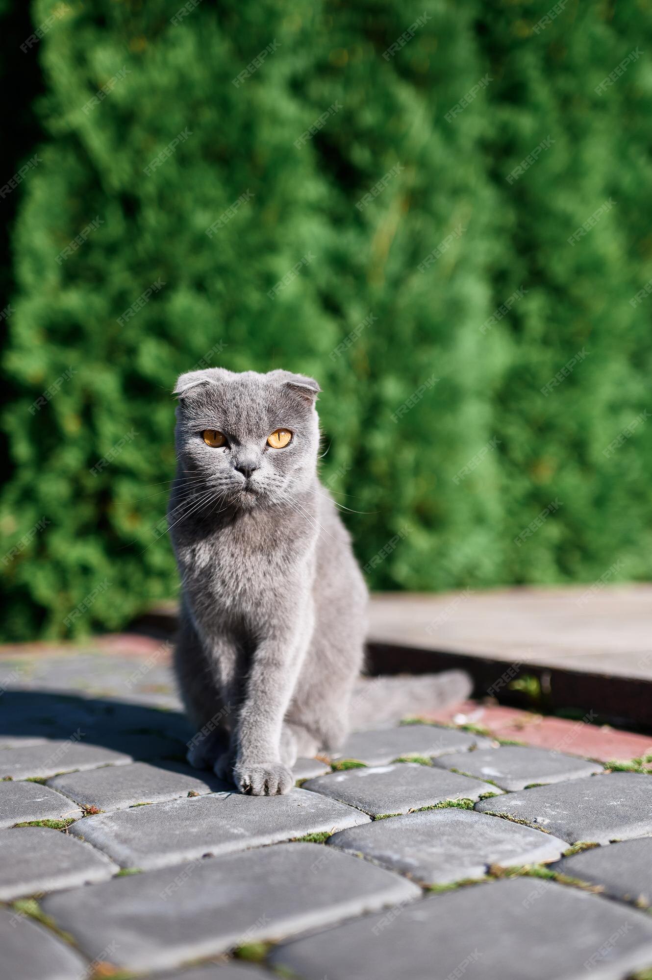 Images Yeux Chat Vecteurs Photos Et Psd Gratuits