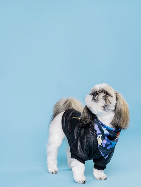 Vue de face chien mignon avec veste