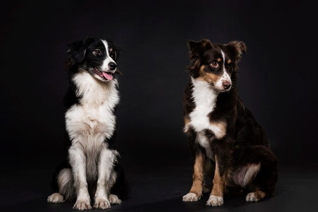 Vue de face de chiens mignons