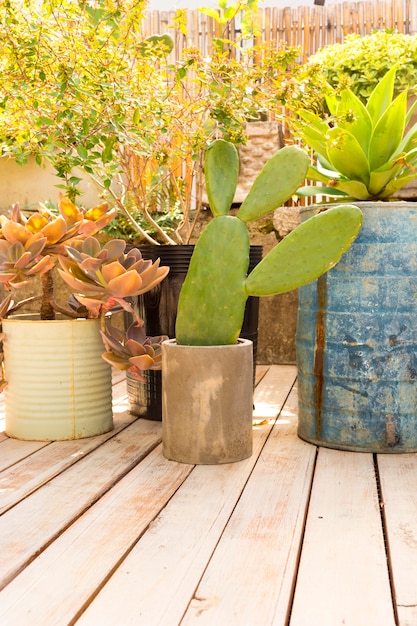 Vue de face de différentes plantes en serre