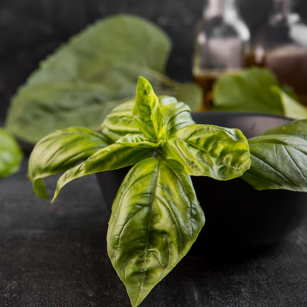 Vue de face de la disposition des plantes nutritives dans un bol