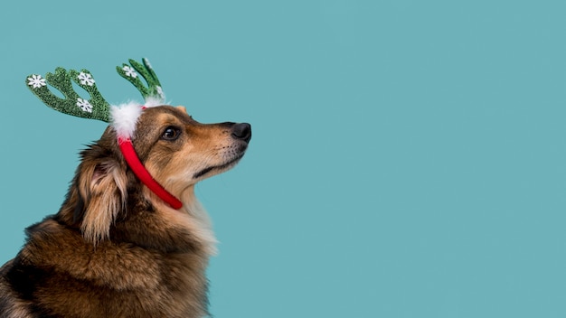 Vue de face du beau chien avec espace copie