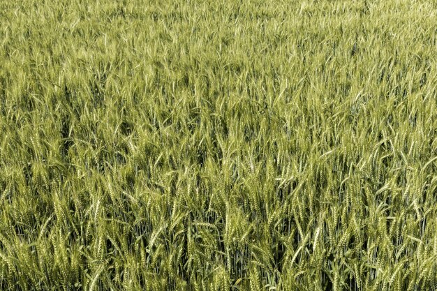 Vue de face du champ de blé