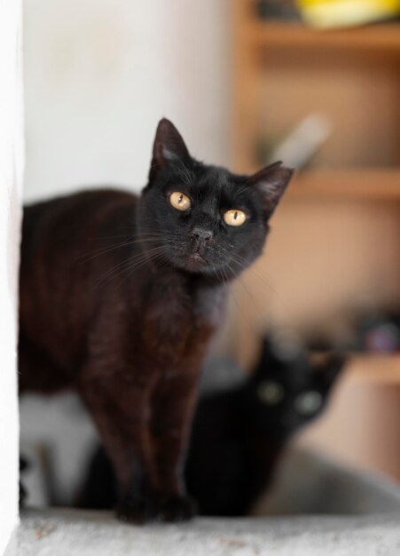 Vue de face du chat mignon se détendre à la ferme