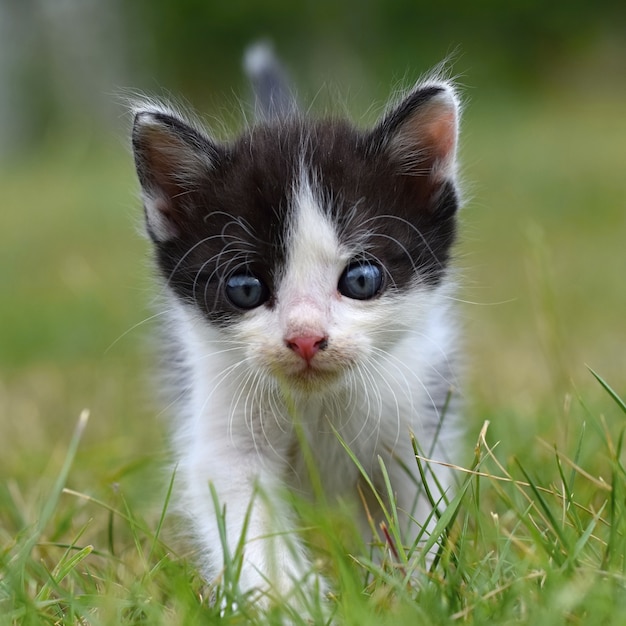 Vue de face du chaton extérieur