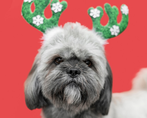 Vue de face du chien mignon avec concept de Noël